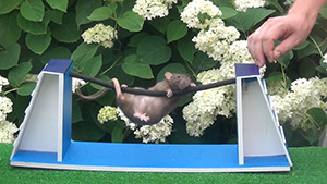 Крысиное аджилити