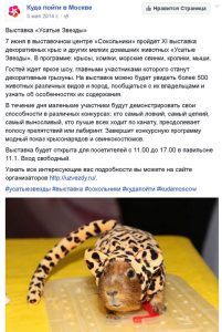 Куда пойти в Москве - Усатые Звезды-XV