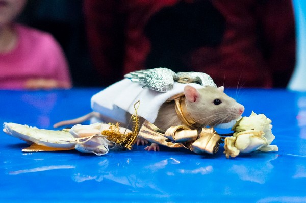 Выставка Усатые Звезды конкурс костюмов