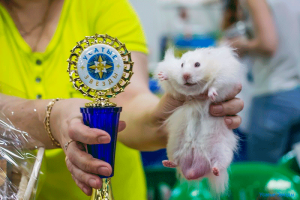 Выставка Усатые Звезды-11