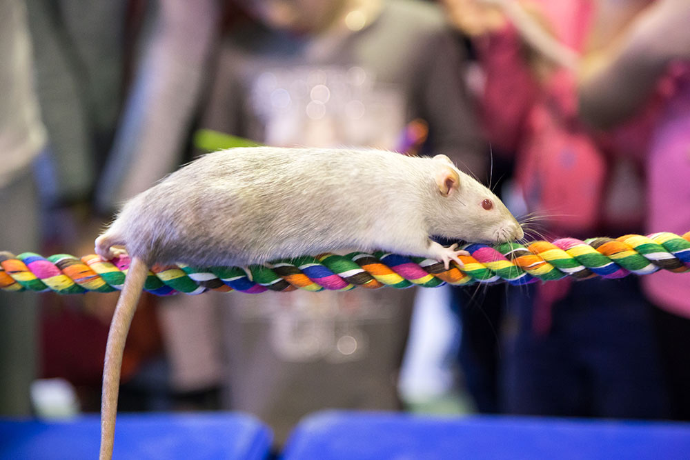 Выставка Усатые Звезды - 20