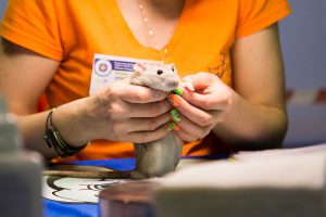 Выставка Усатые Звезды - 20