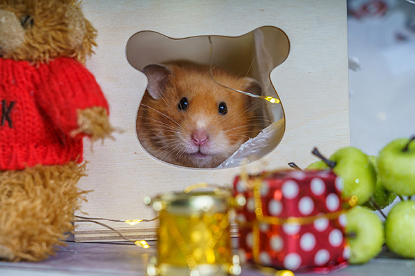 фотосессия на Усатых Звездах