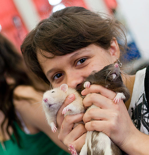 Всемирный день крысы