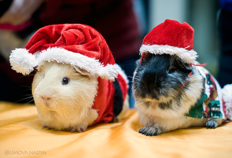 Усатые звезды 4