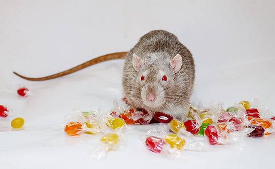 Modus-Vivendi-Montpensier-sm