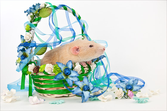 Modus-Vivendi-Ocean-sm