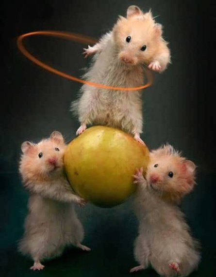 шоу На арене - звезды!