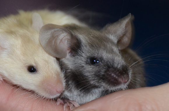 Декоративные мыши