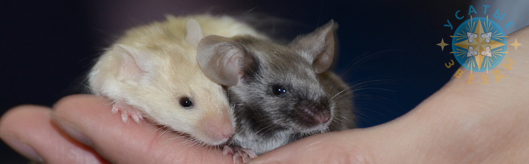 Декоративные мыши