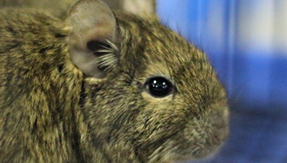 Выставка Усатые Звезды