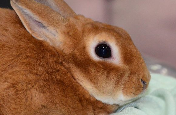 Декоративные кролики