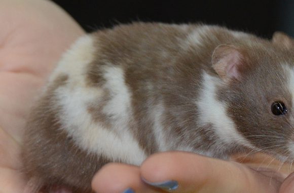 Сирийские и карликовые хомяки