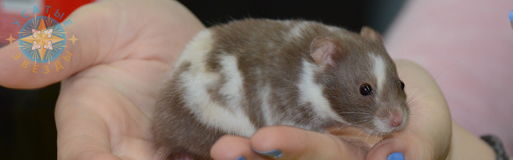 Сирийские и карликовые хомяки
