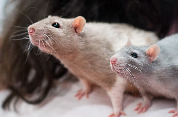 Декоративные крысы