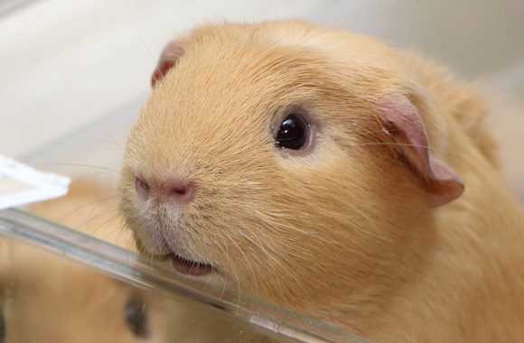 Морские свинки