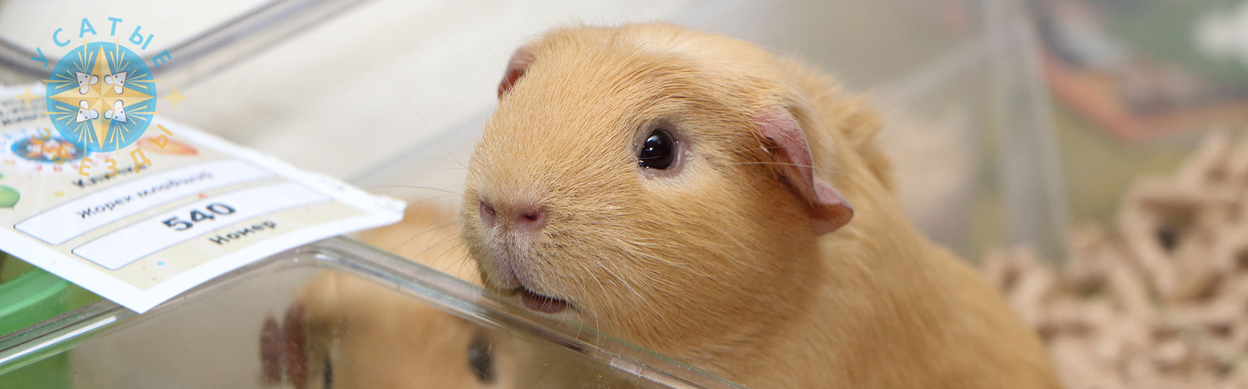 Морские свинки