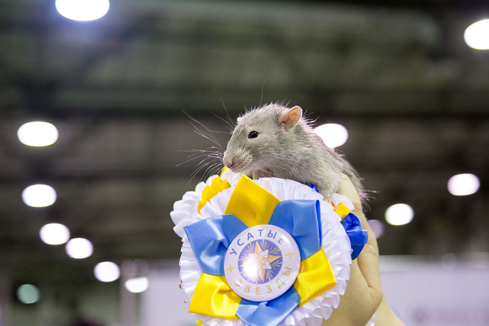 Выставка Усатые Звезды - 20