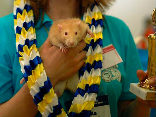 Звезда выставки