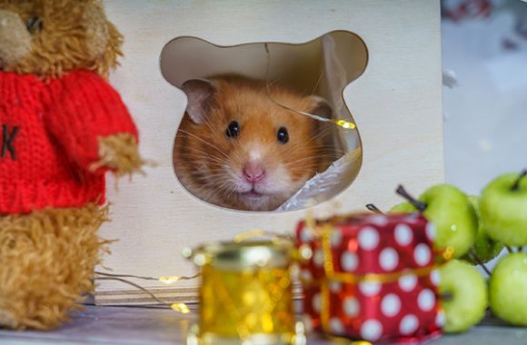 фотосессия на Усатых Звездах