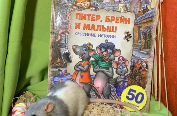 Юлия Школьник Питер, Брейн и Малыш