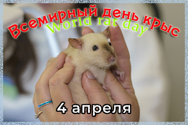 Всемирный день крыс